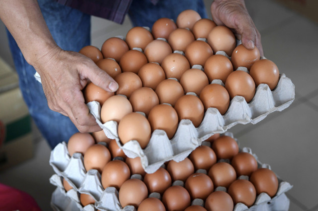 telur